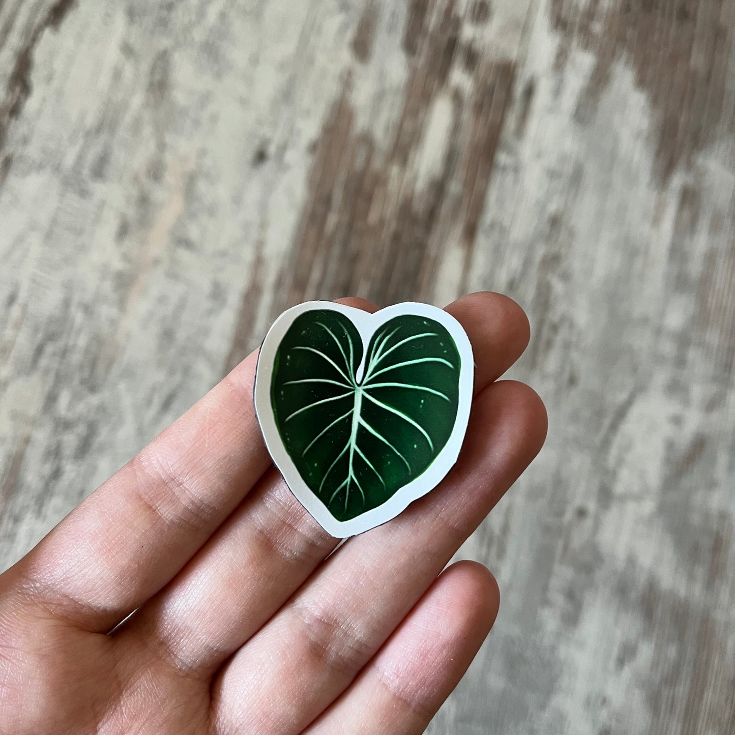 Restposten: Philodendron Gloriosum Blatt Magnet
