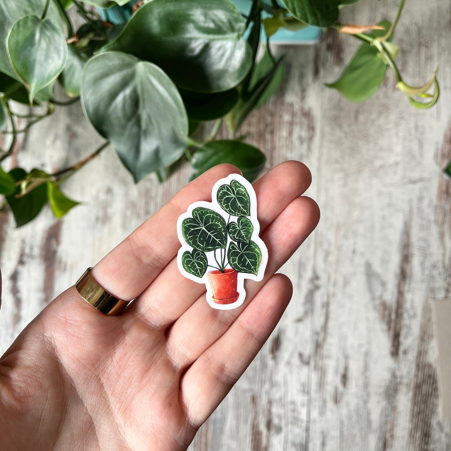Sticker - Anthurium clarinervium im Topf transparent