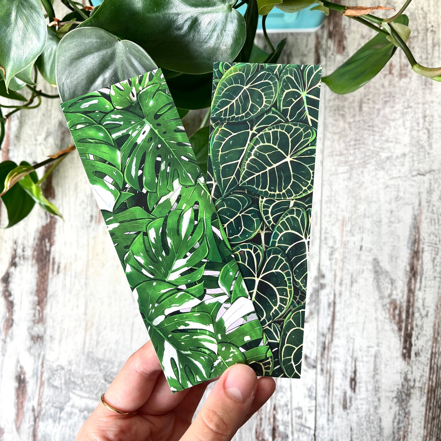 Lesezeichen Monstera variegata Blätter illustriert