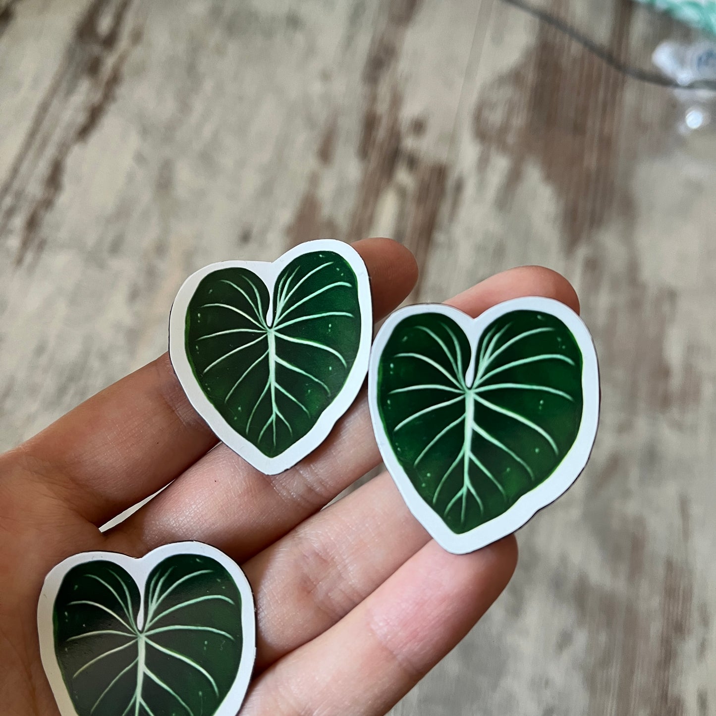 Restposten: Philodendron Gloriosum Blatt Magnet