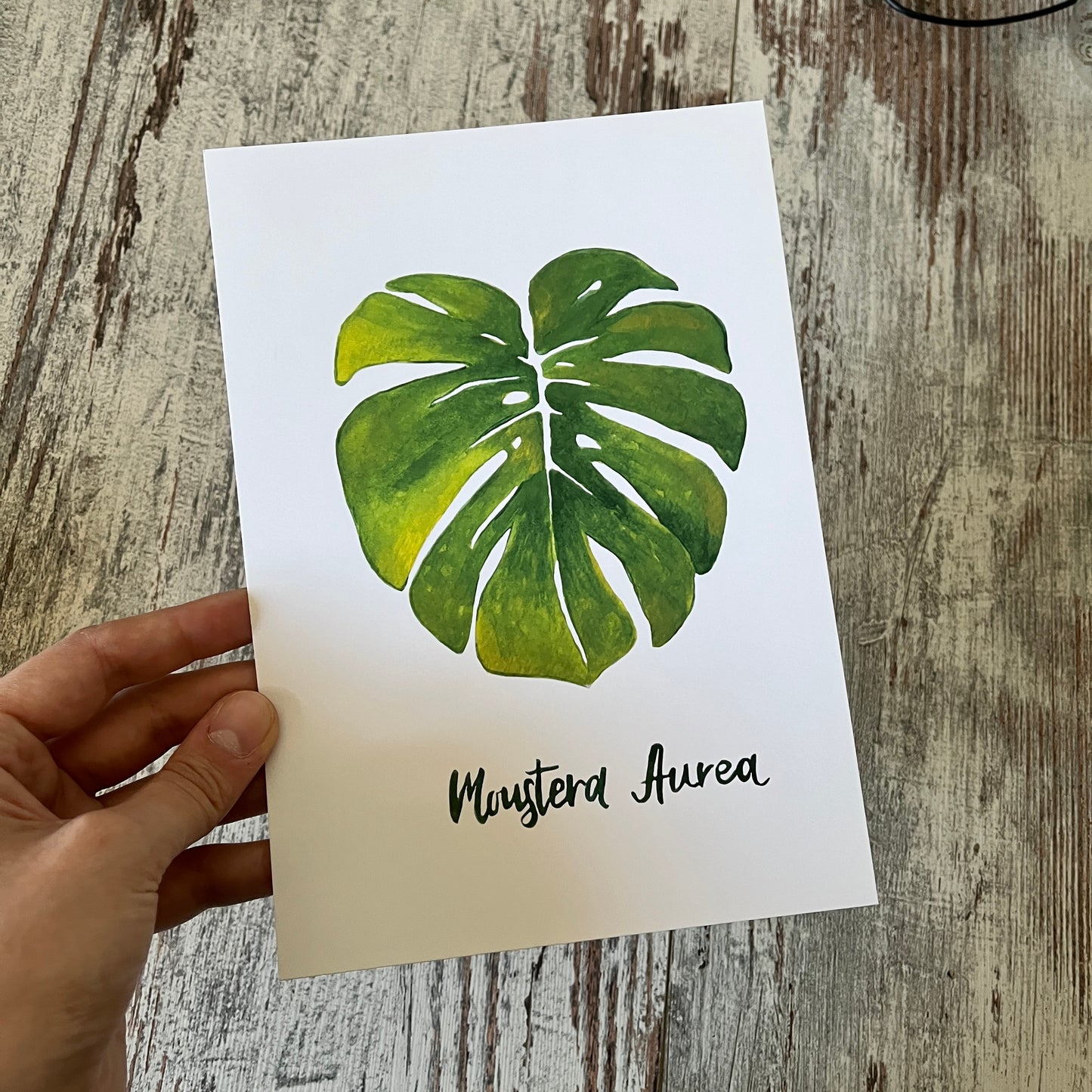 Restposten: a5 Postkarte Monstera