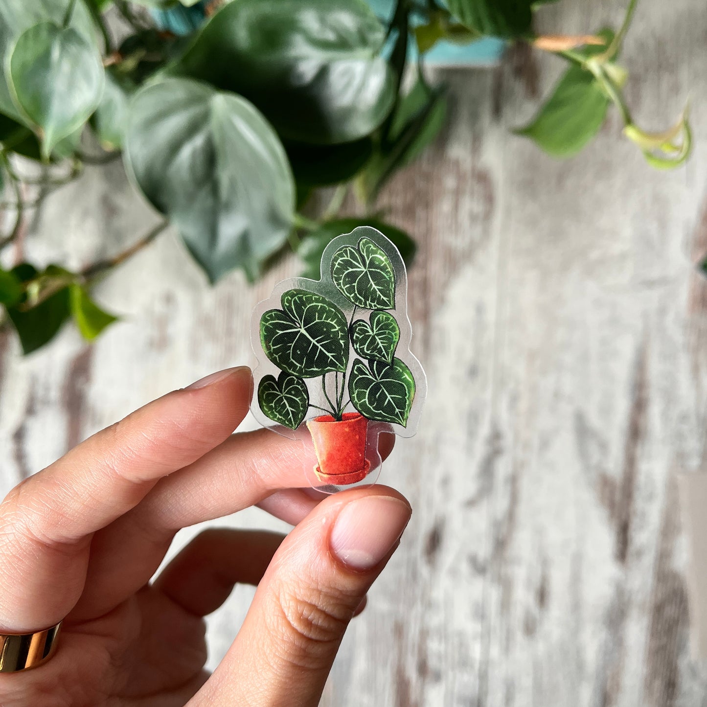 Sticker - Anthurium clarinervium im Topf transparent