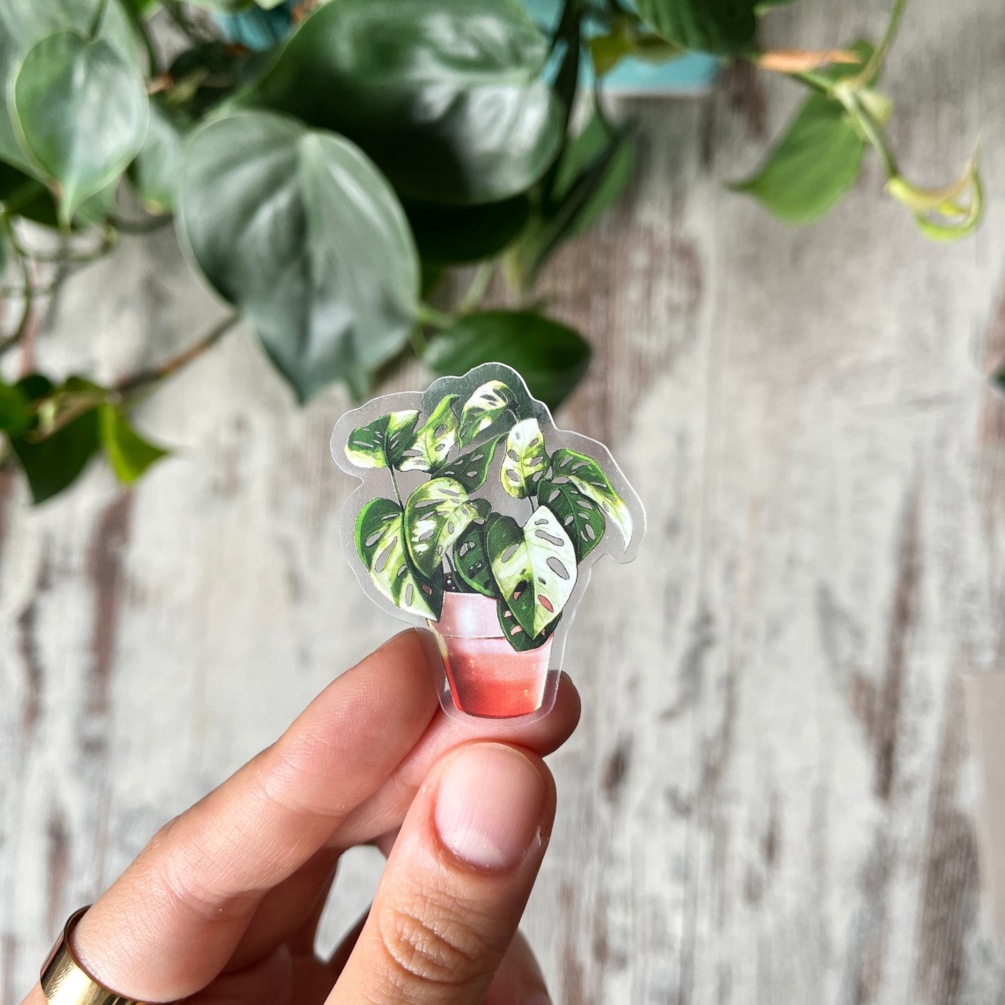 Sticker - Monstera adansonii variegata im Topf, transparent
