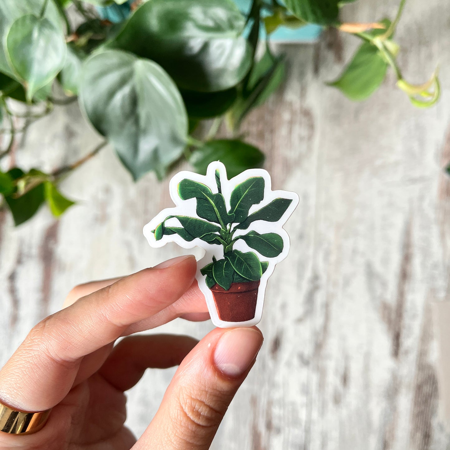 Sticker - Banana Plant - Musa Tropicanaim Topf transparent