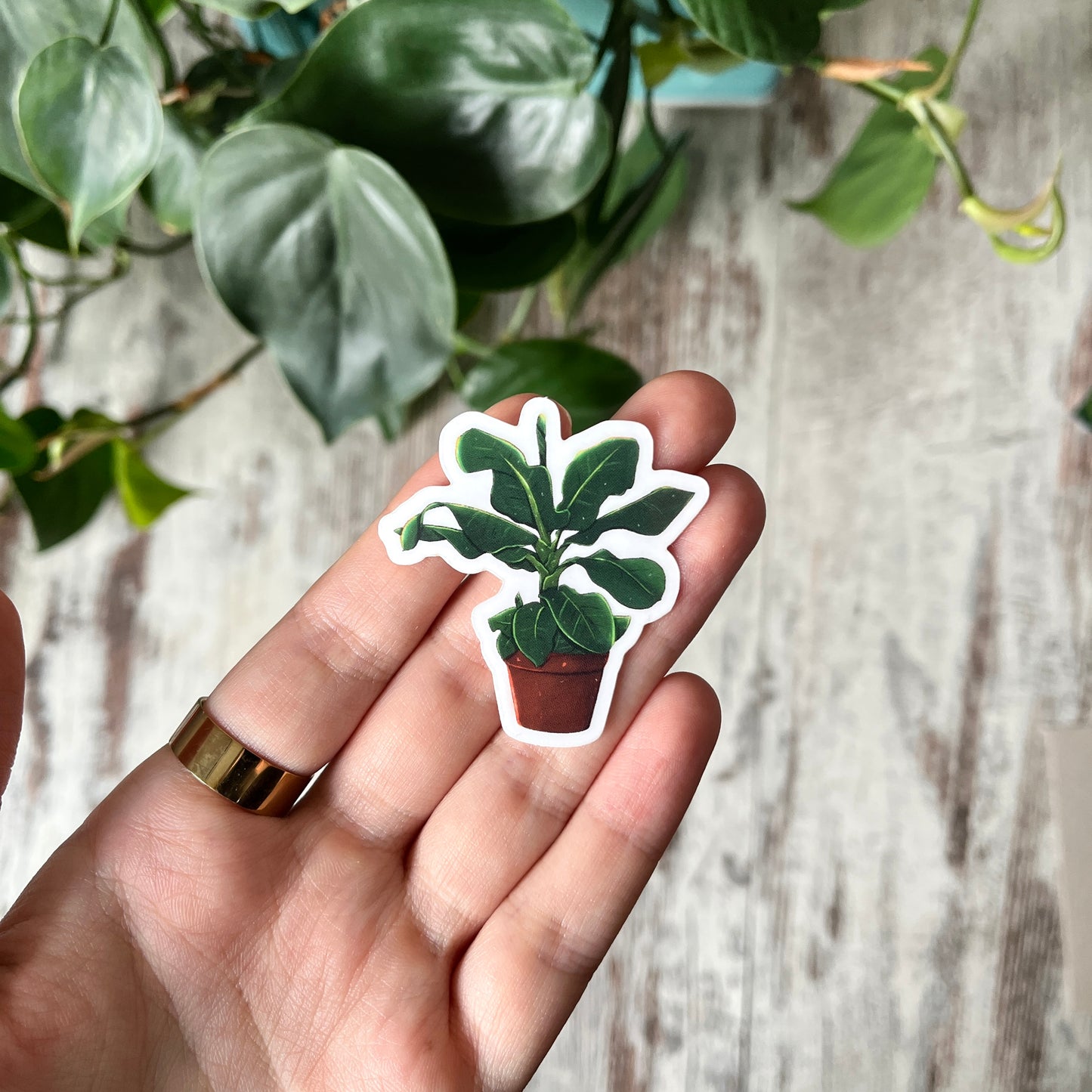 Sticker - Banana Plant - Musa Tropicanaim Topf transparent
