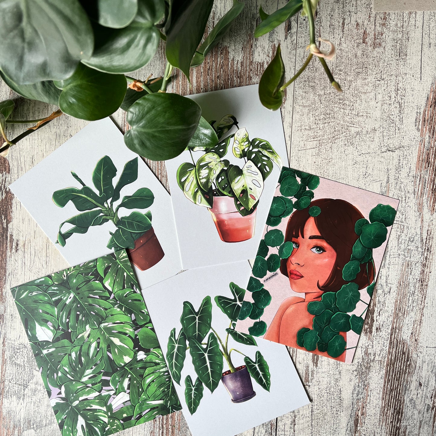Postkarte / A6 Print - Monstera adansonii variegata Illustration