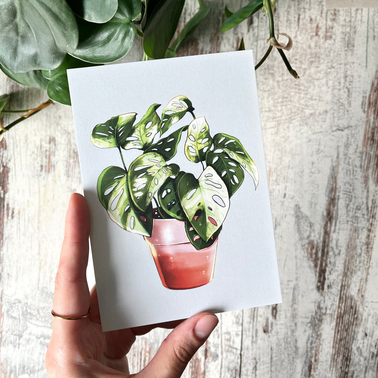 Postkarte / A6 Print - Monstera adansonii variegata Illustration