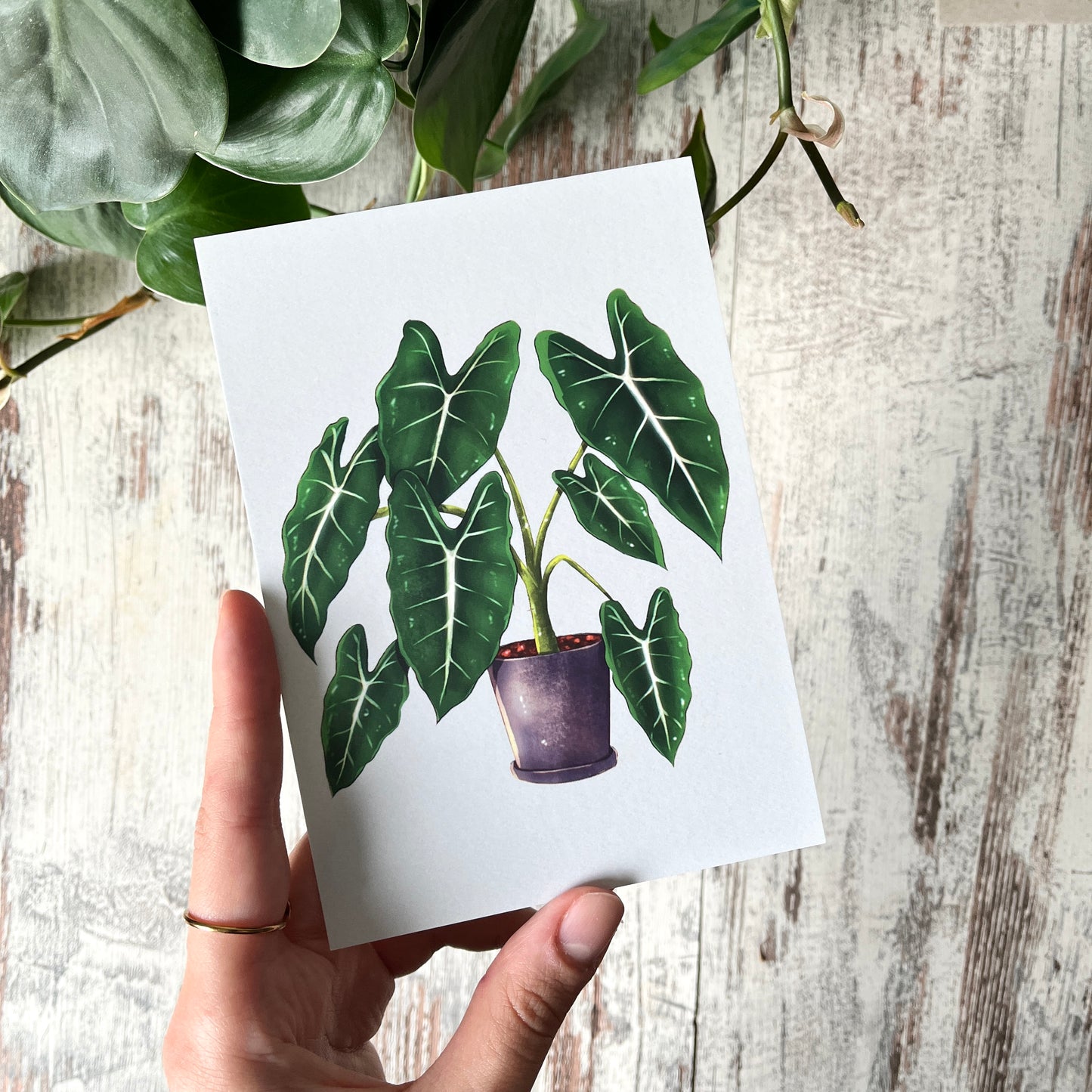 Postkarte / A6 Print - Alocasia frydek Illustration