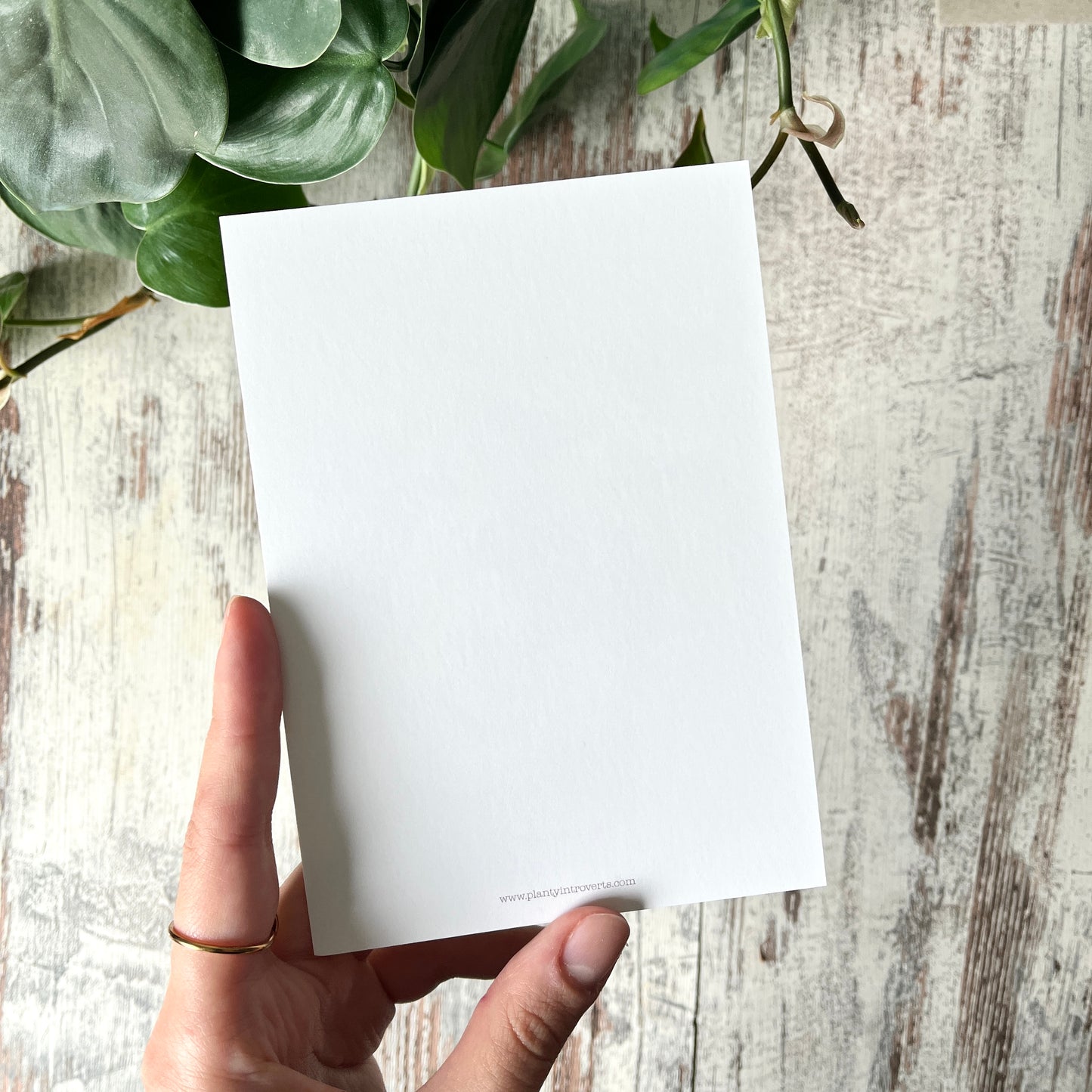 Postkarte / A6 Print - Monstera adansonii variegata Illustration