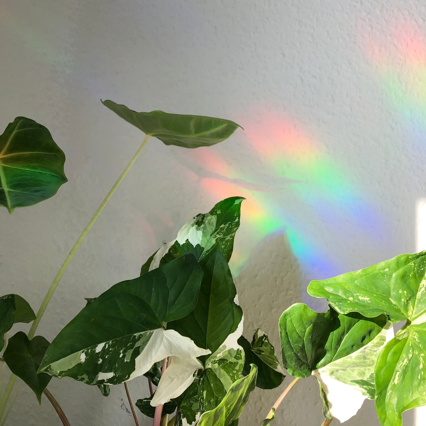 Sun Catcher Sticker - Katze mit Philodendron Blättern