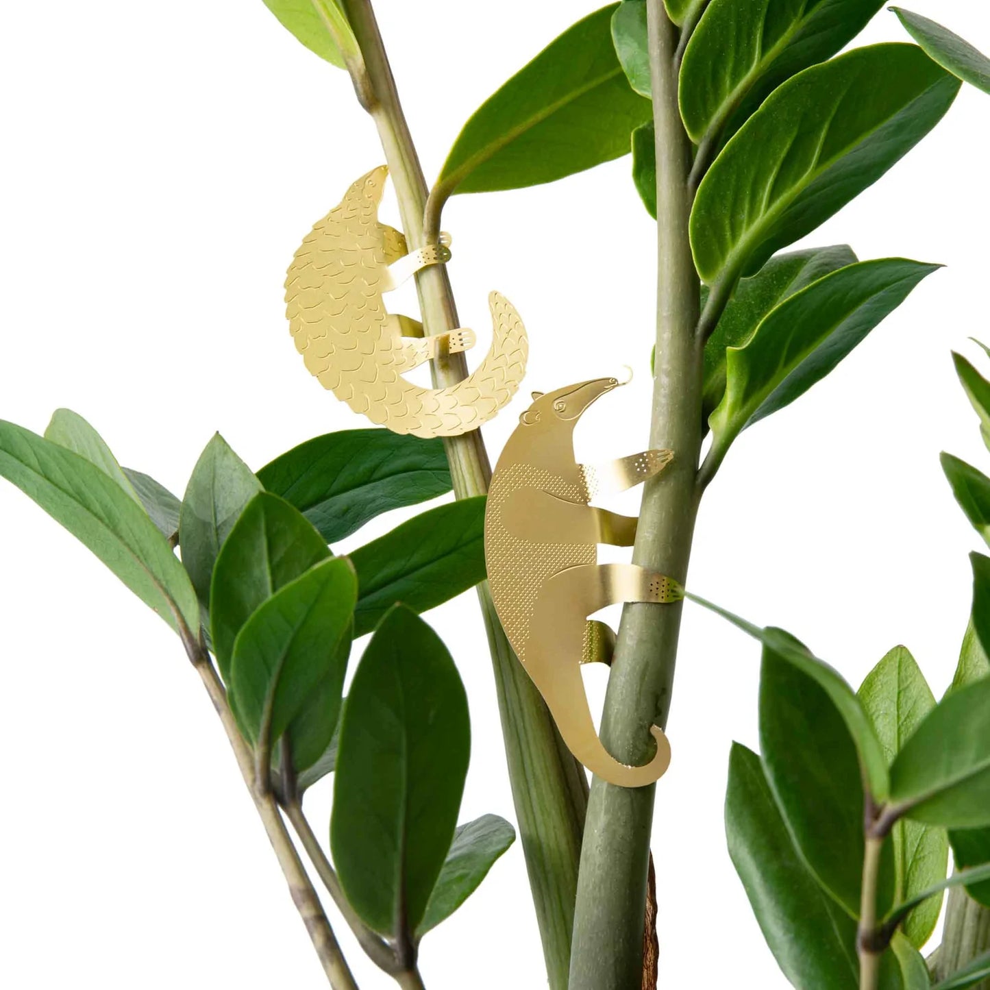 PLANT ANIMAL – Ameisenbären | Another Studio