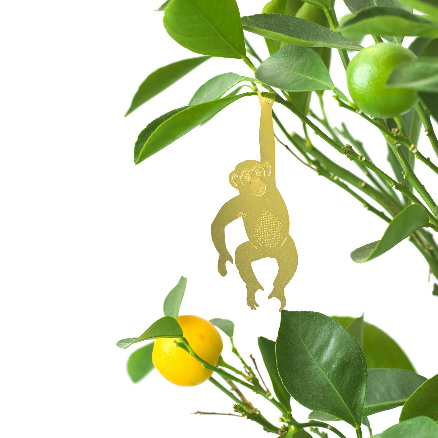 PLANT ANIMAL – Schimpanse | Another Studio - wearequiethumans