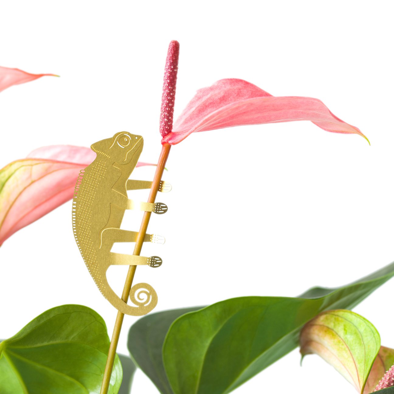 PLANT ANIMAL – Chameleon | Another Studio - wearequiethumans