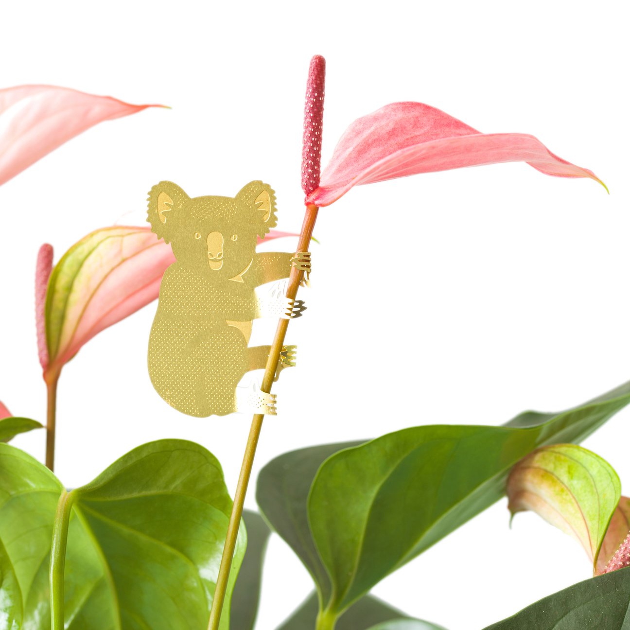 PLANT ANIMAL – Koala | Another Studio - wearequiethumans