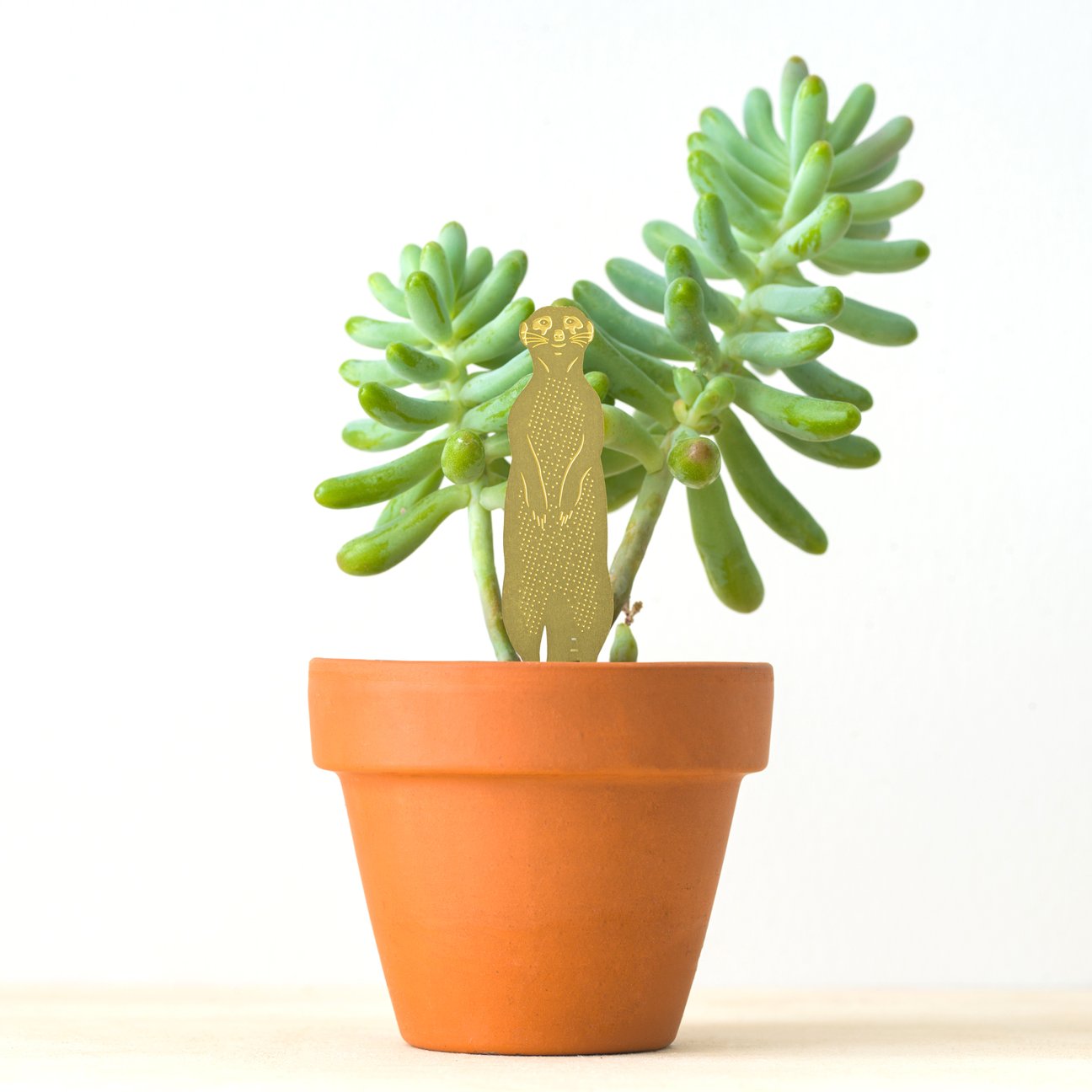 PLANT ANIMAL – Erdmännchen | Another Studio - wearequiethumans