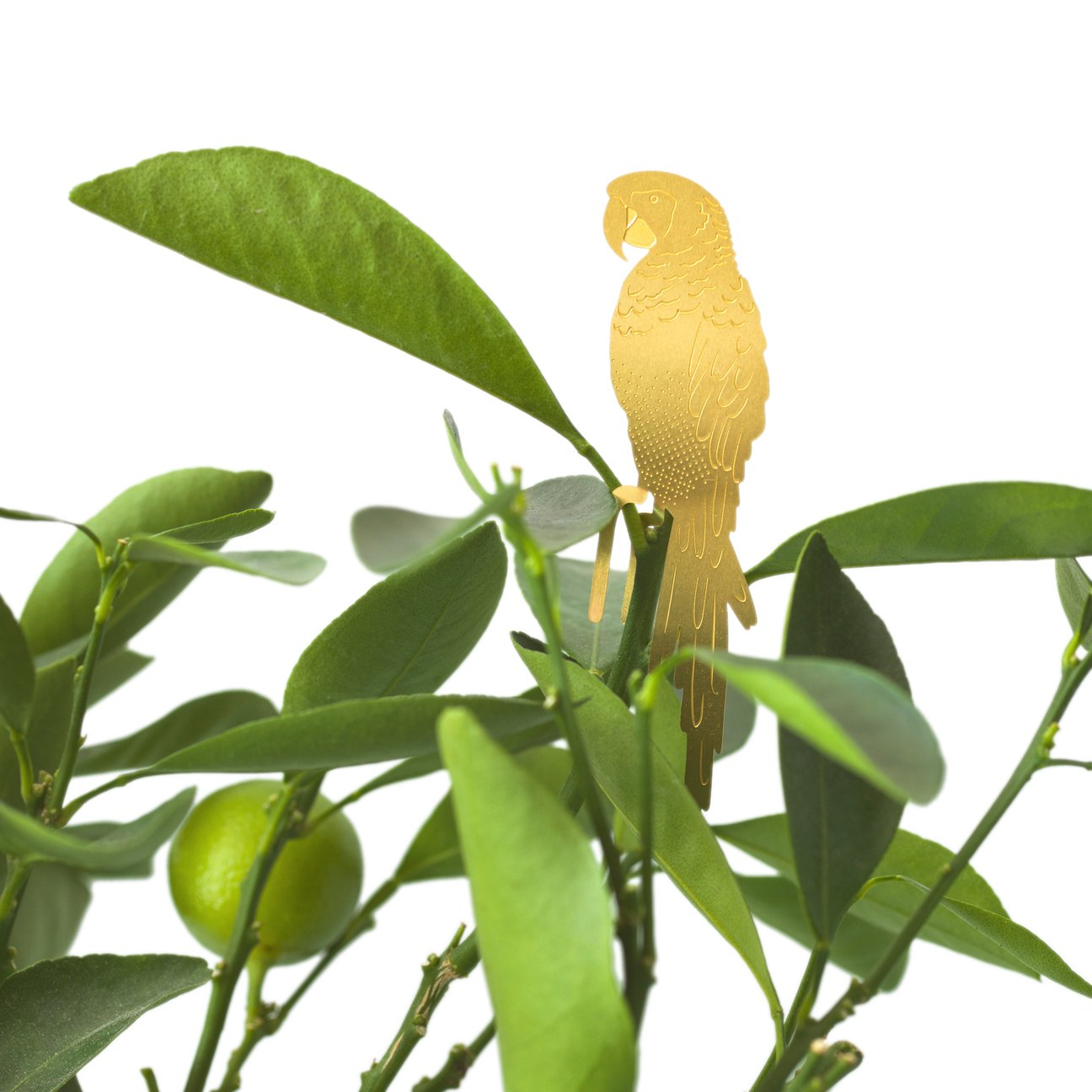PLANT ANIMAL – Papagai | Another Studio - wearequiethumans