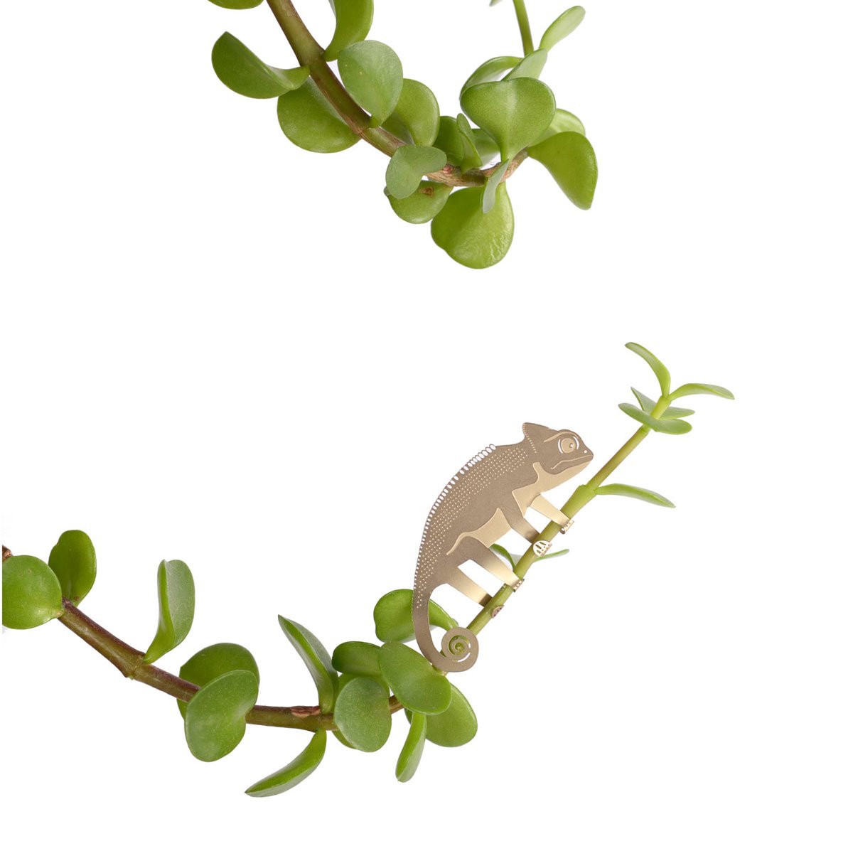 PLANT ANIMAL – Chameleon | Another Studio - wearequiethumans