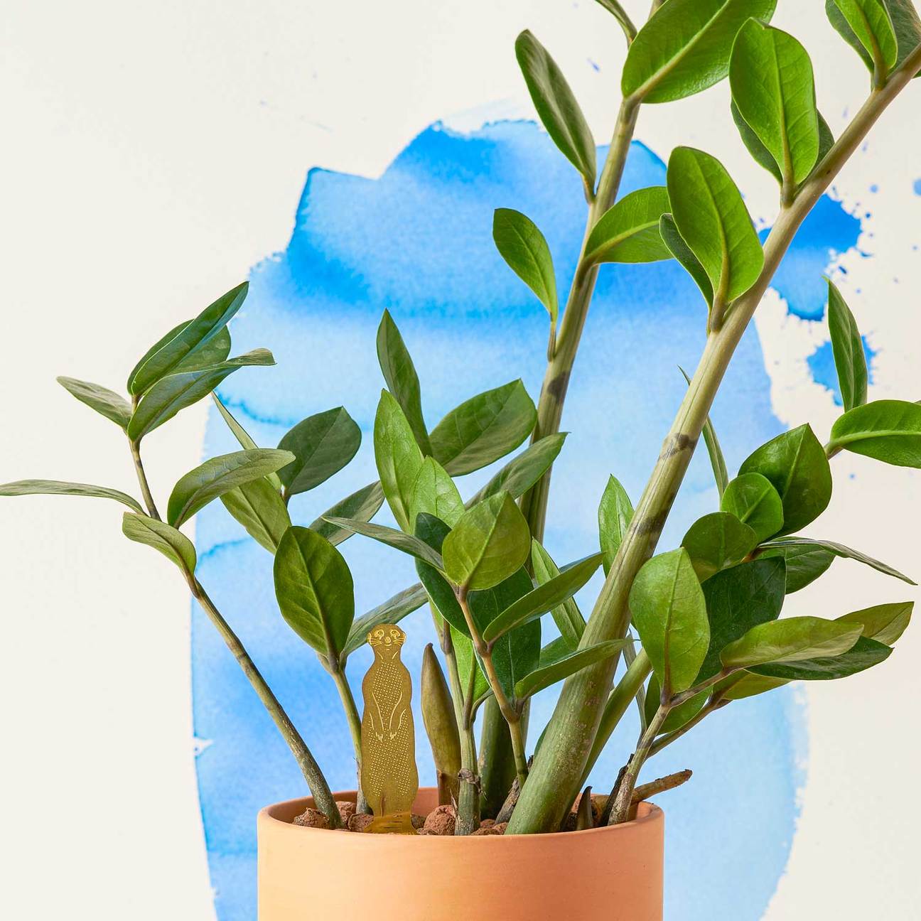 PLANT ANIMAL – Erdmännchen | Another Studio - wearequiethumans
