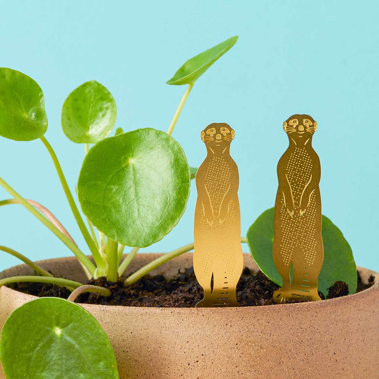 PLANT ANIMAL – Erdmännchen | Another Studio - wearequiethumans