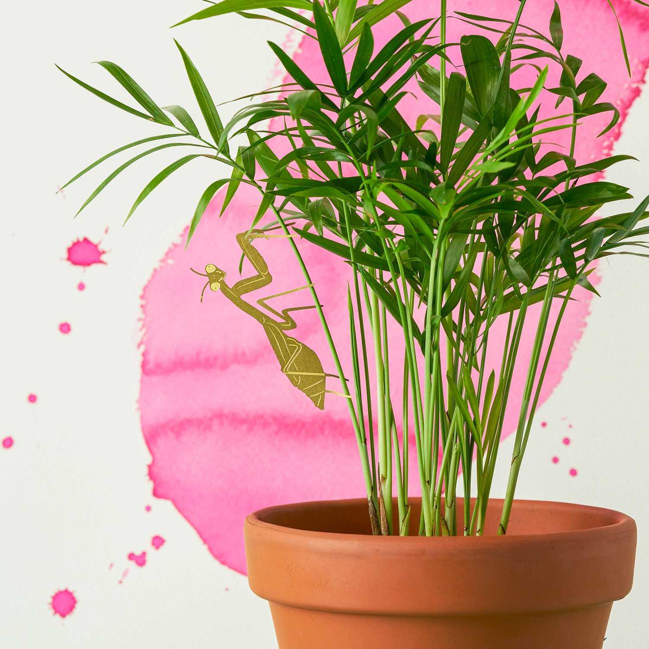 PLANT ANIMAL – Gottesanbeterin | Another Studio - wearequiethumans