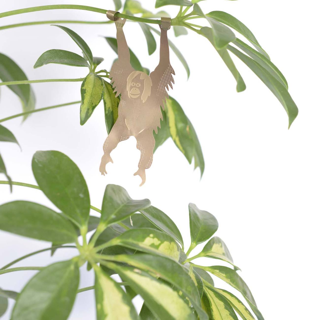 PLANT ANIMAL – Orang-Utan | Another Studio - wearequiethumans