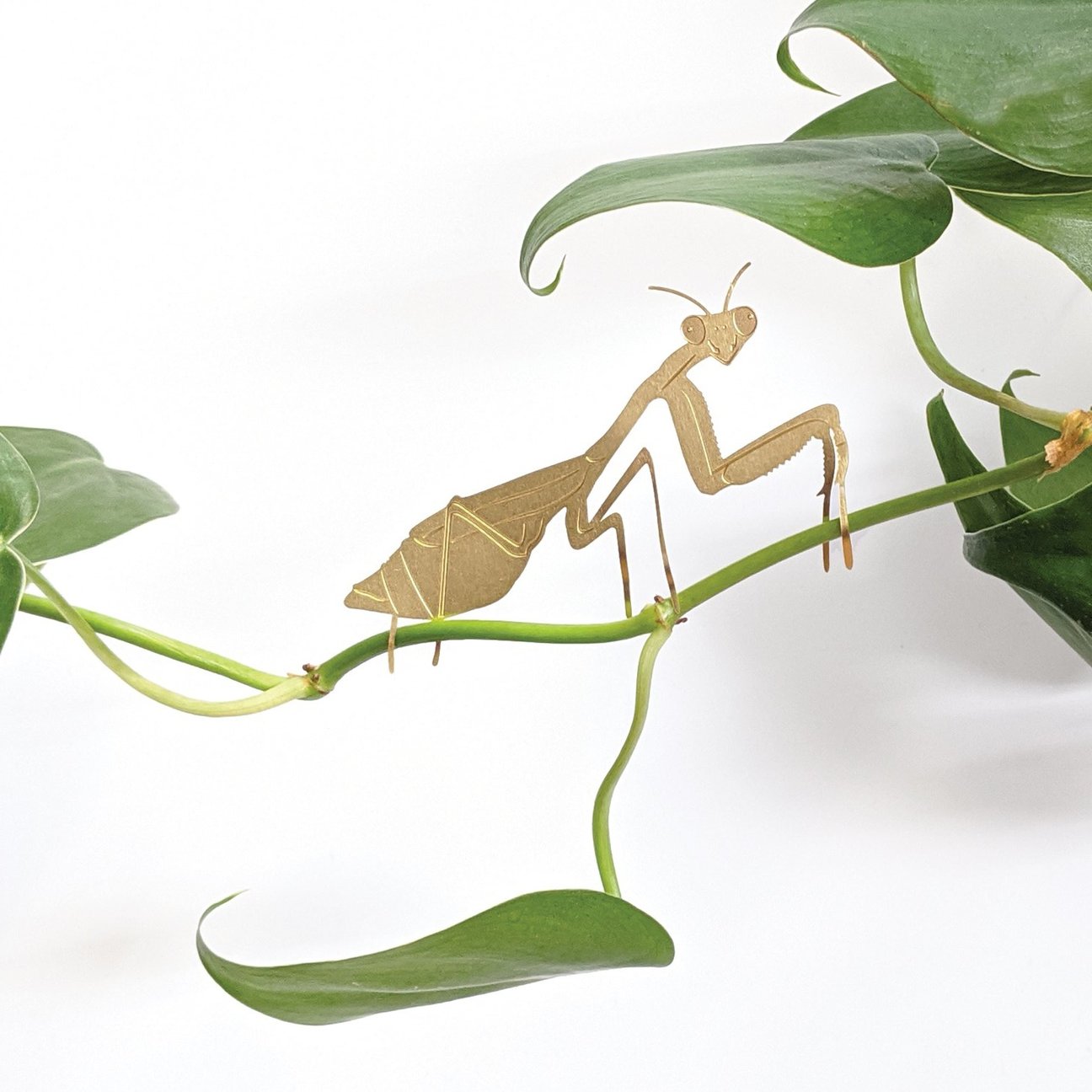 PLANT ANIMAL – Gottesanbeterin | Another Studio - wearequiethumans