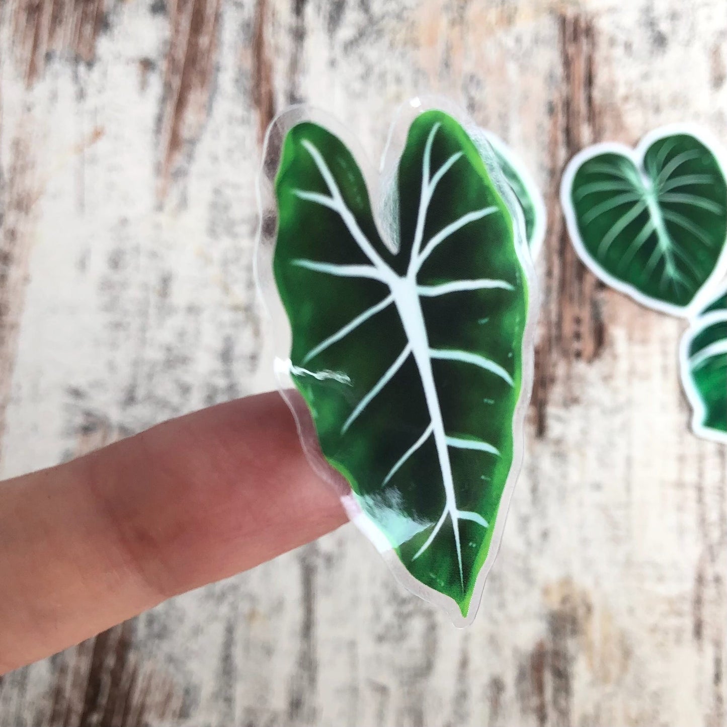 Sticker - Alocasia Frydek -1 Blatt transparent - wearequiethumans