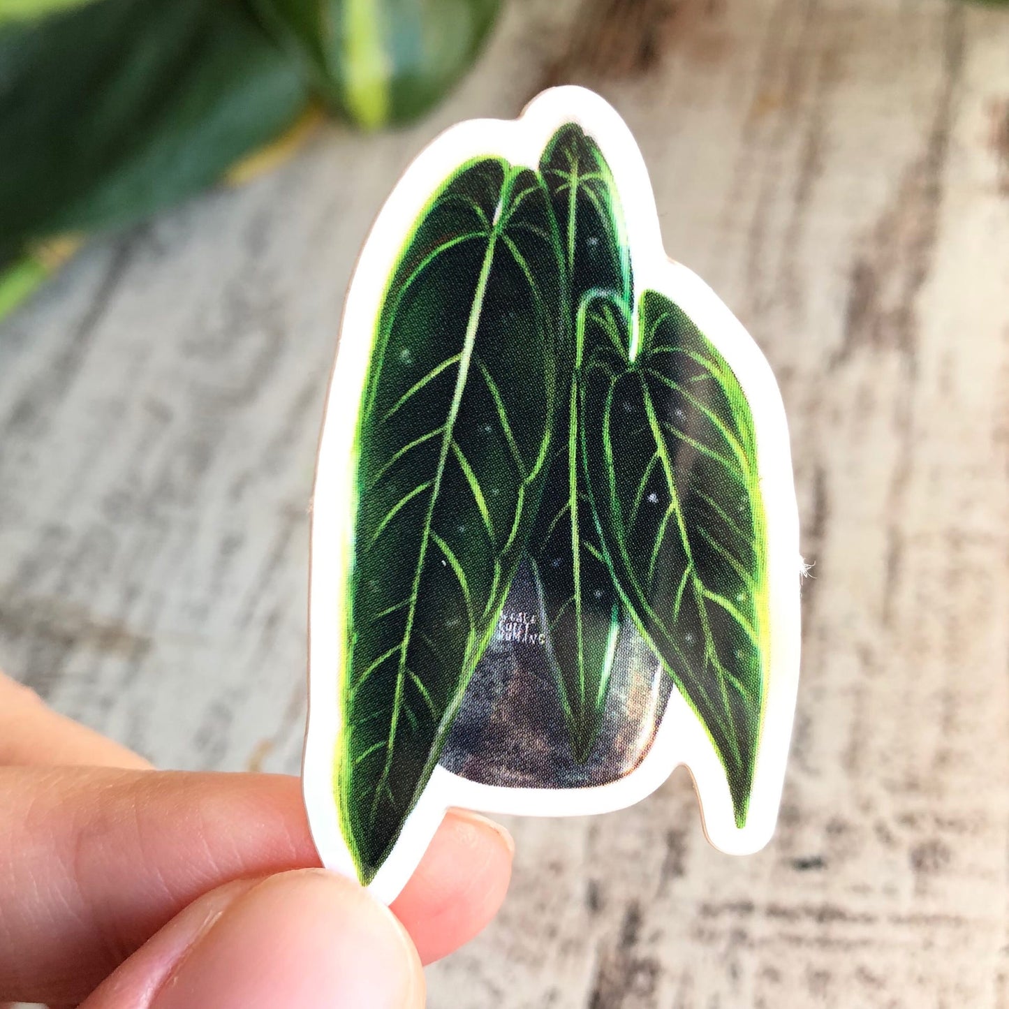 Sticker - Anthurium 3 Blätter - wearequiethumans