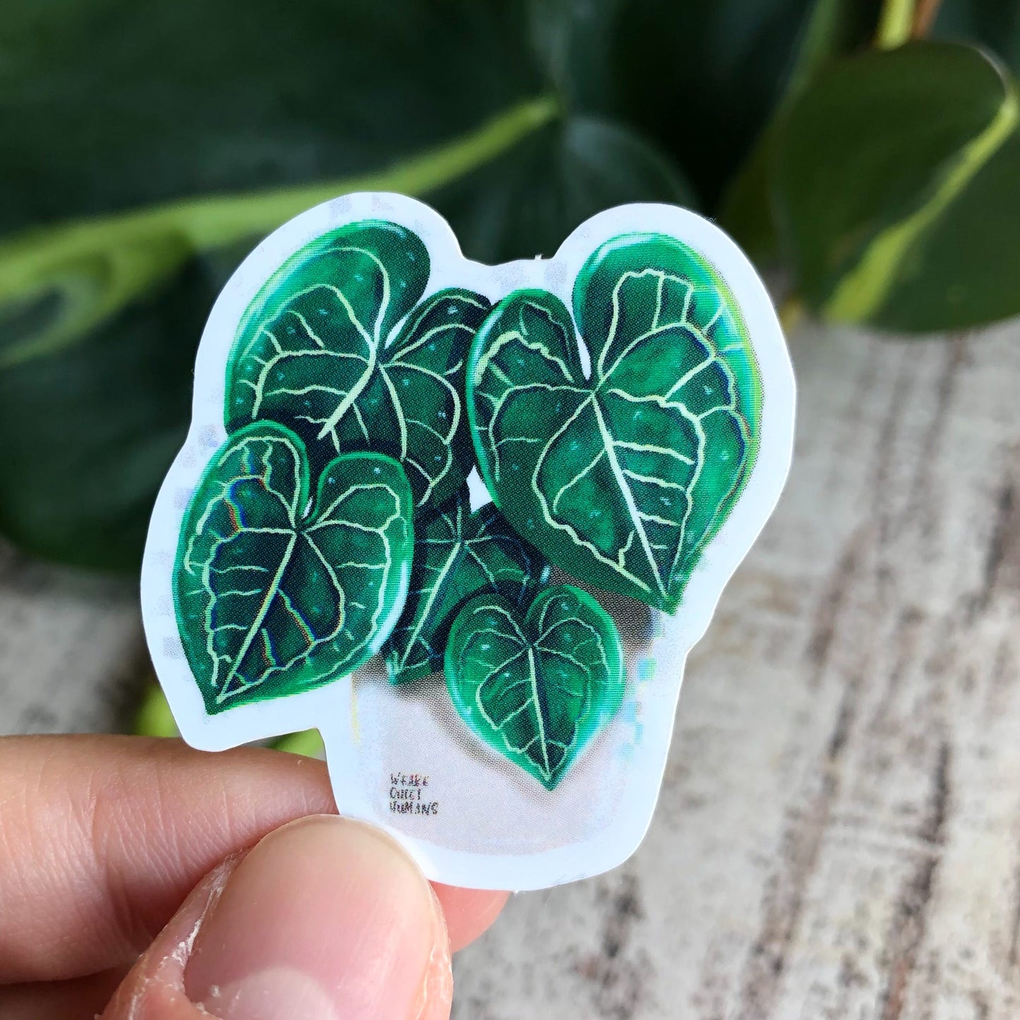 Sticker - Anthurium Clarinervium 5 Blätter - wearequiethumans