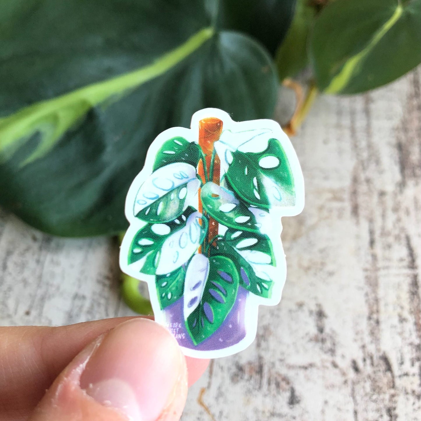 Sticker - Monstera adansonii variegata - wearequiethumans