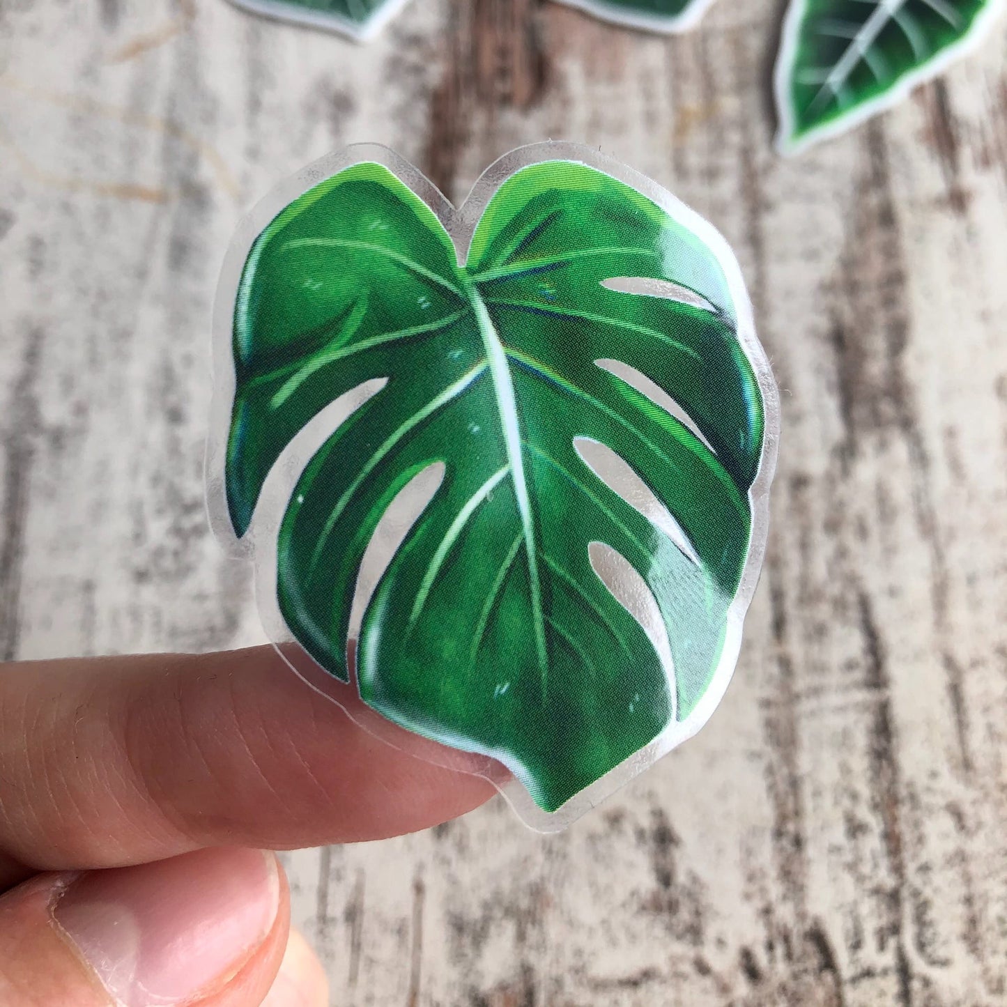 Sticker - Monstera deliciosa 1 Blatt transparent - wearequiethumans