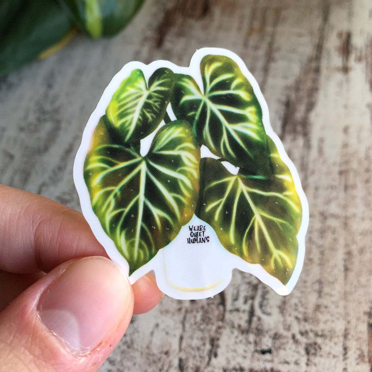 Sticker - Philodendron Verrucosum - wearequiethumans