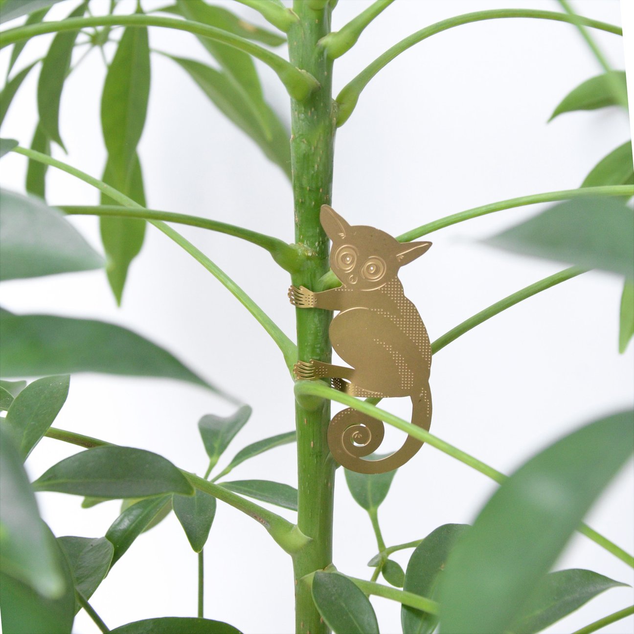 PLANT ANIMAL – Buschbaby | Another Studio - wearequiethumans