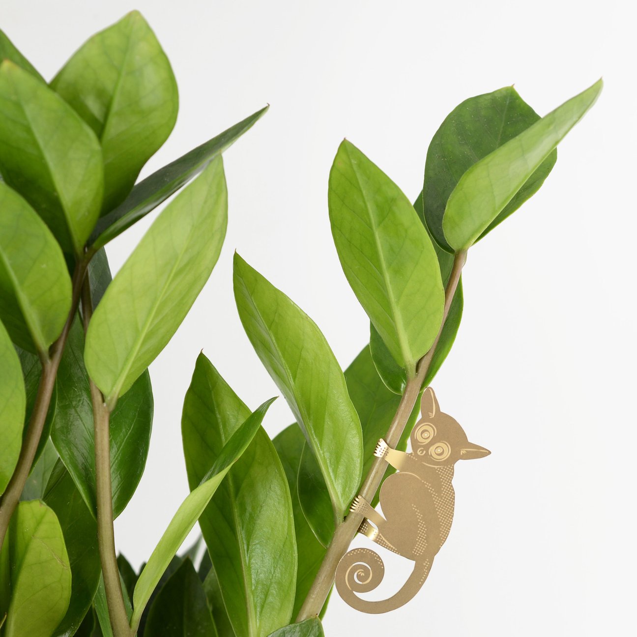 PLANT ANIMAL – Buschbaby | Another Studio - wearequiethumans