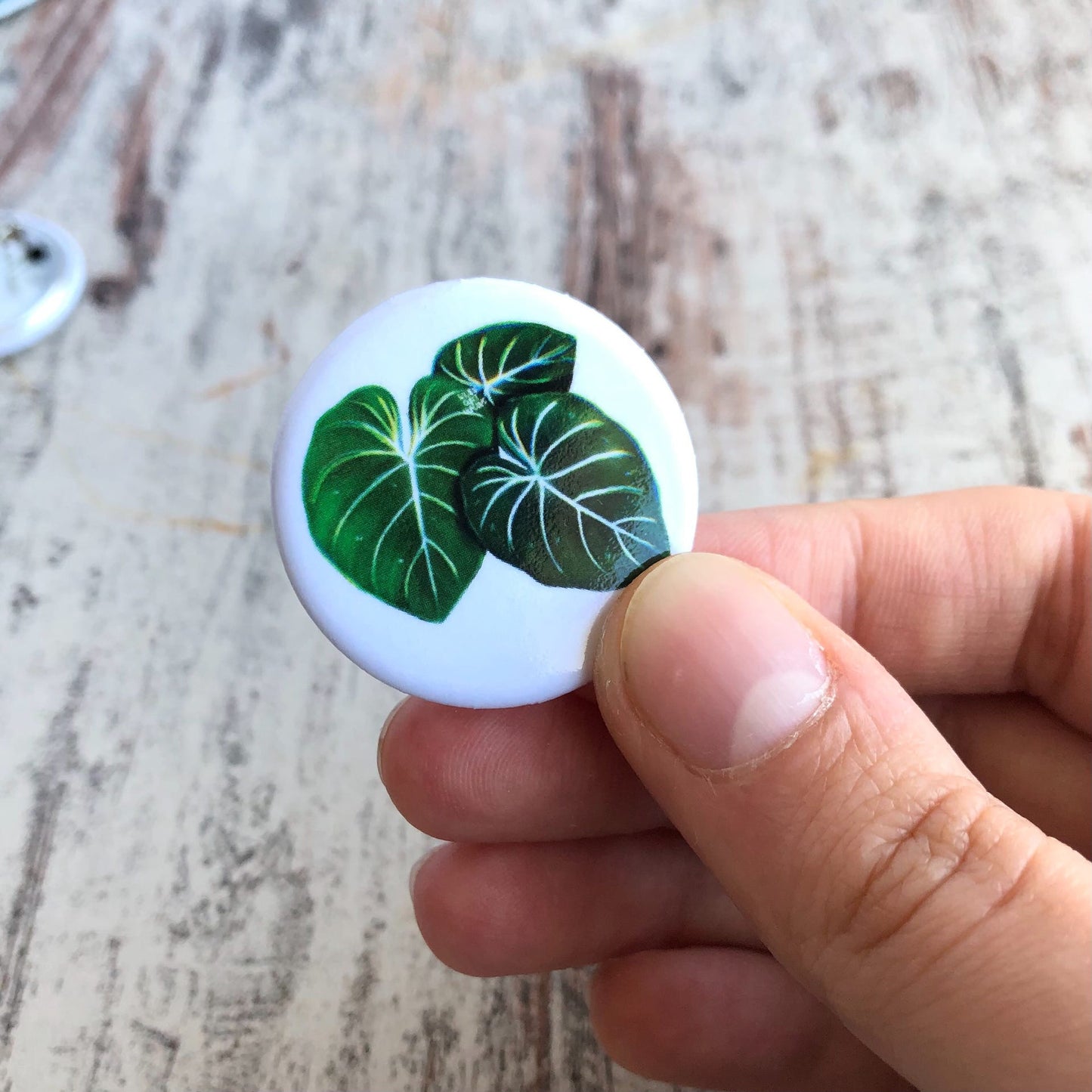 Button Philodendron Gloriosum - wearequiethumans