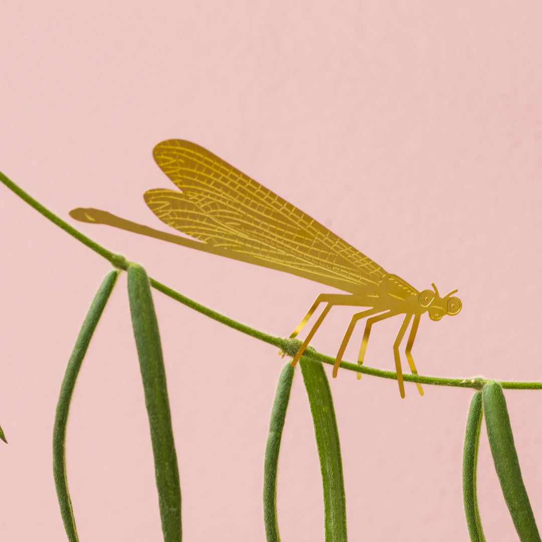 PLANT ANIMAL – Libelle | Another Studio