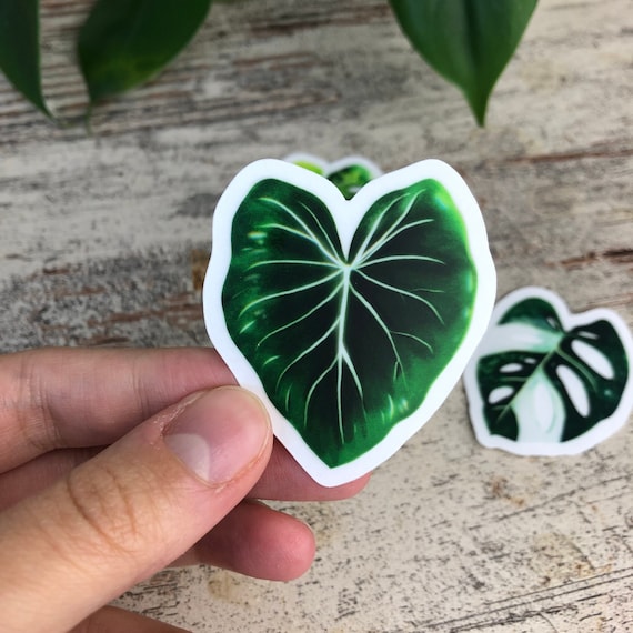 Sticker - Philodendron - 1 Blatt transparent - wearequiethumans
