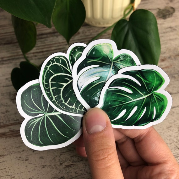 Magnet Set 3 - Monstera deliciosa, Monstera variegata, Philodendron Gloriosum, Anthurium Clarinervium - wearequiethumans