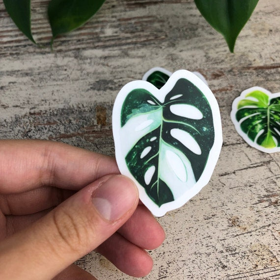 Sticker - Monstera adansonii variegata -1 Blatt transparent - wearequiethumans