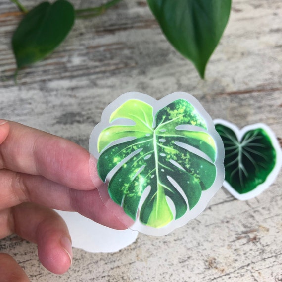 Sticker - Monstera aurea -1 Blatt transparent - wearequiethumans