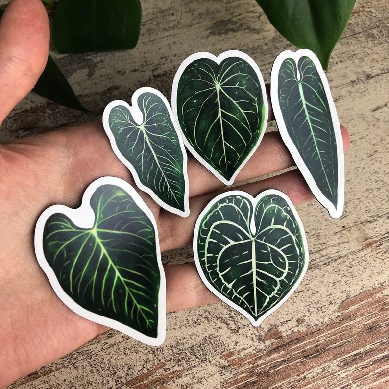 Anthurium Magnet Set - 5 Blätter - wearequiethumans
