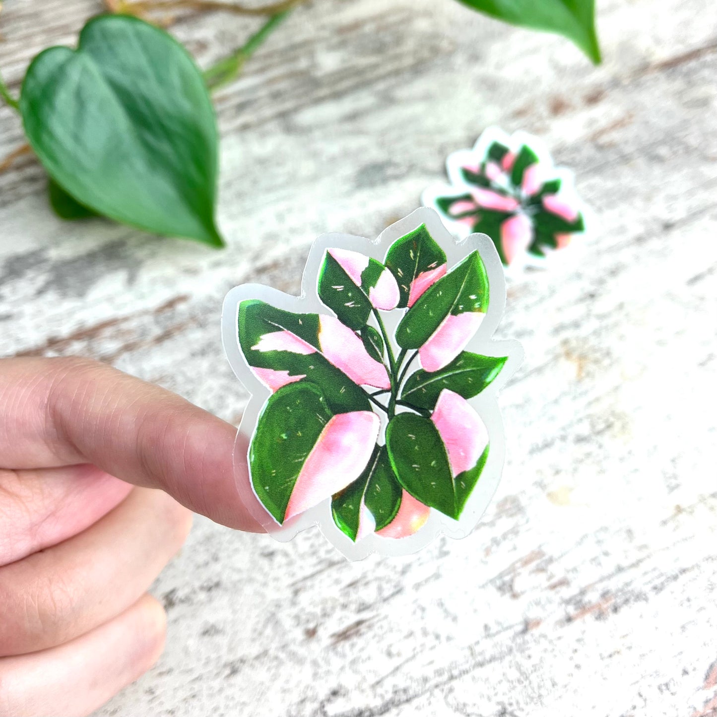 Sticker - Philodendron Pink Princess Topf transparent - wearequiethumans