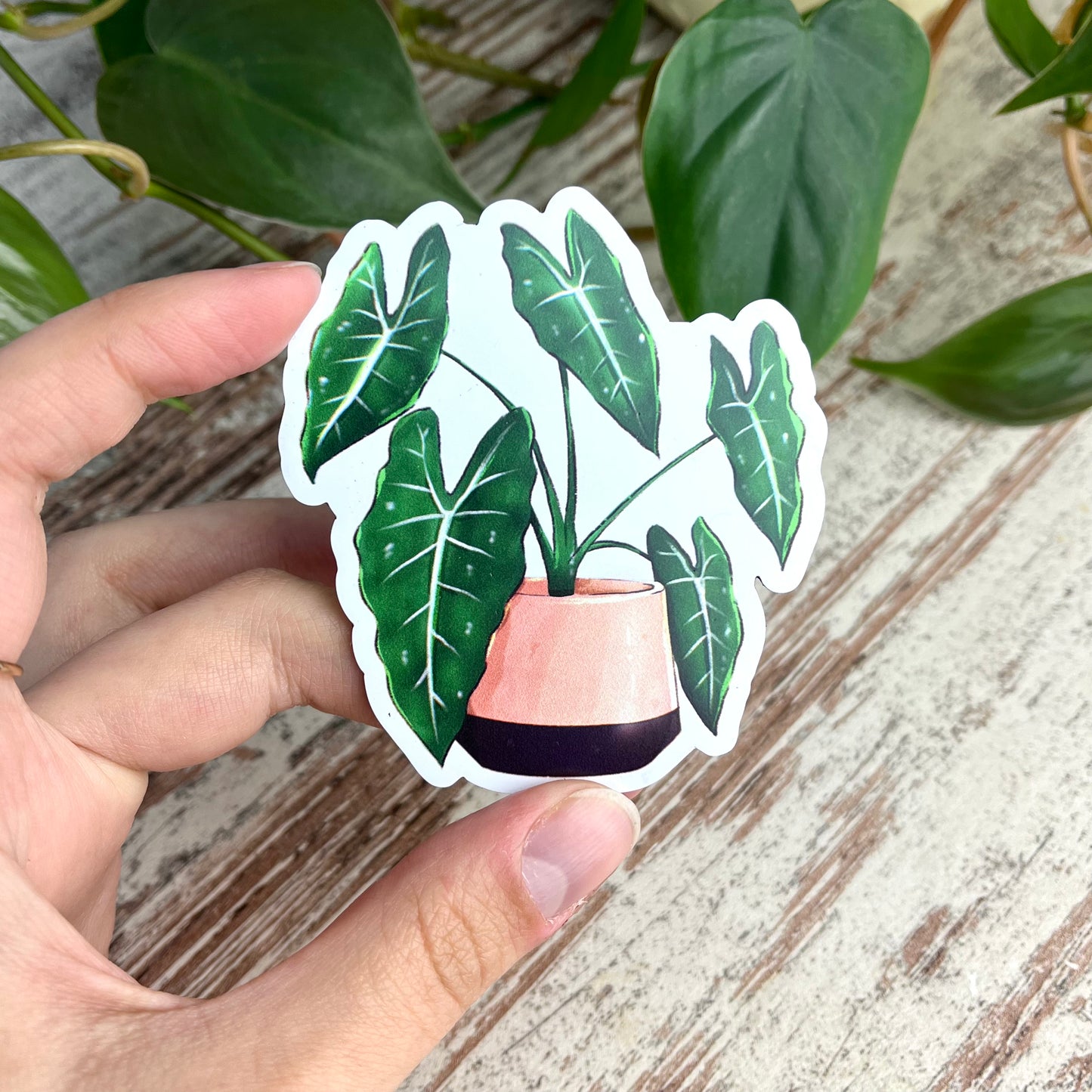 Magnet - Alocasia Frydek - wearequiethumans