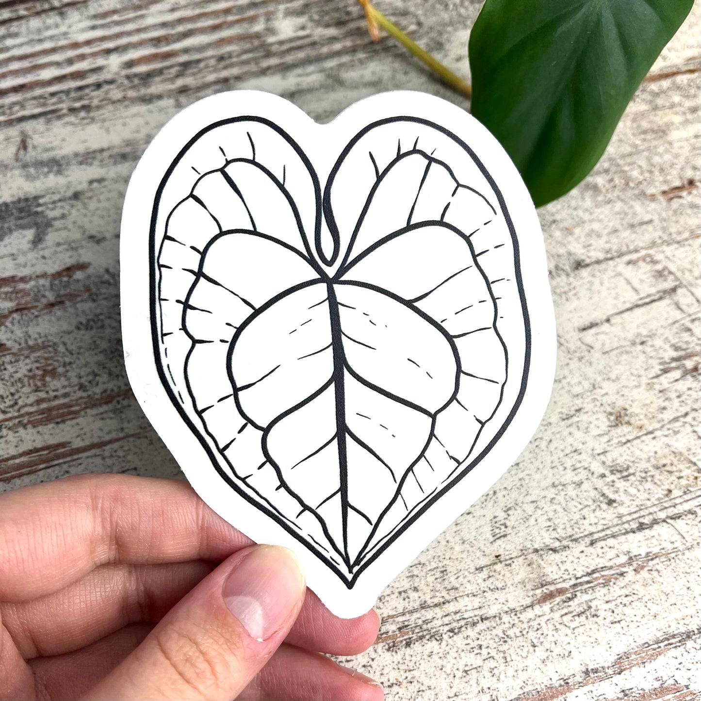 Sun Catcher Sticker - Anthurium Blatt - wearequiethumans