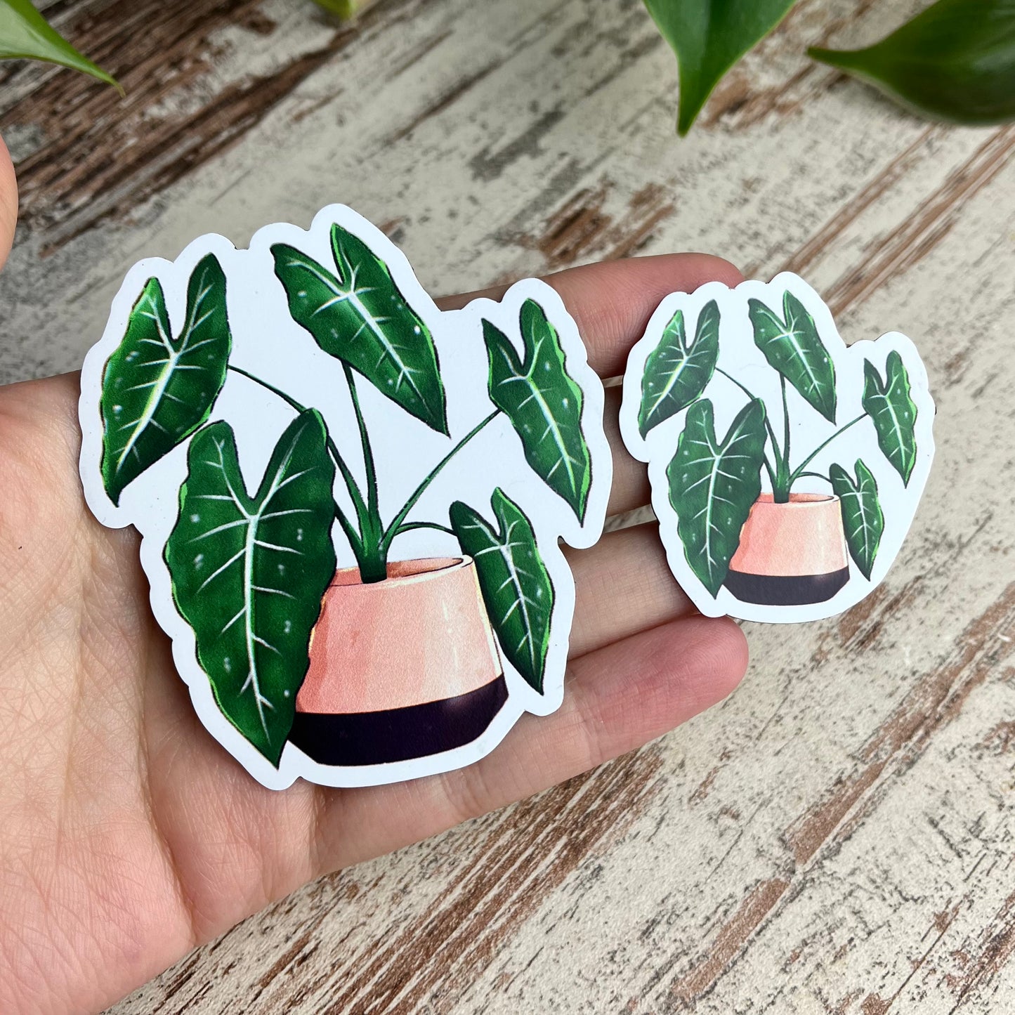 Magnet - Alocasia Frydek - wearequiethumans