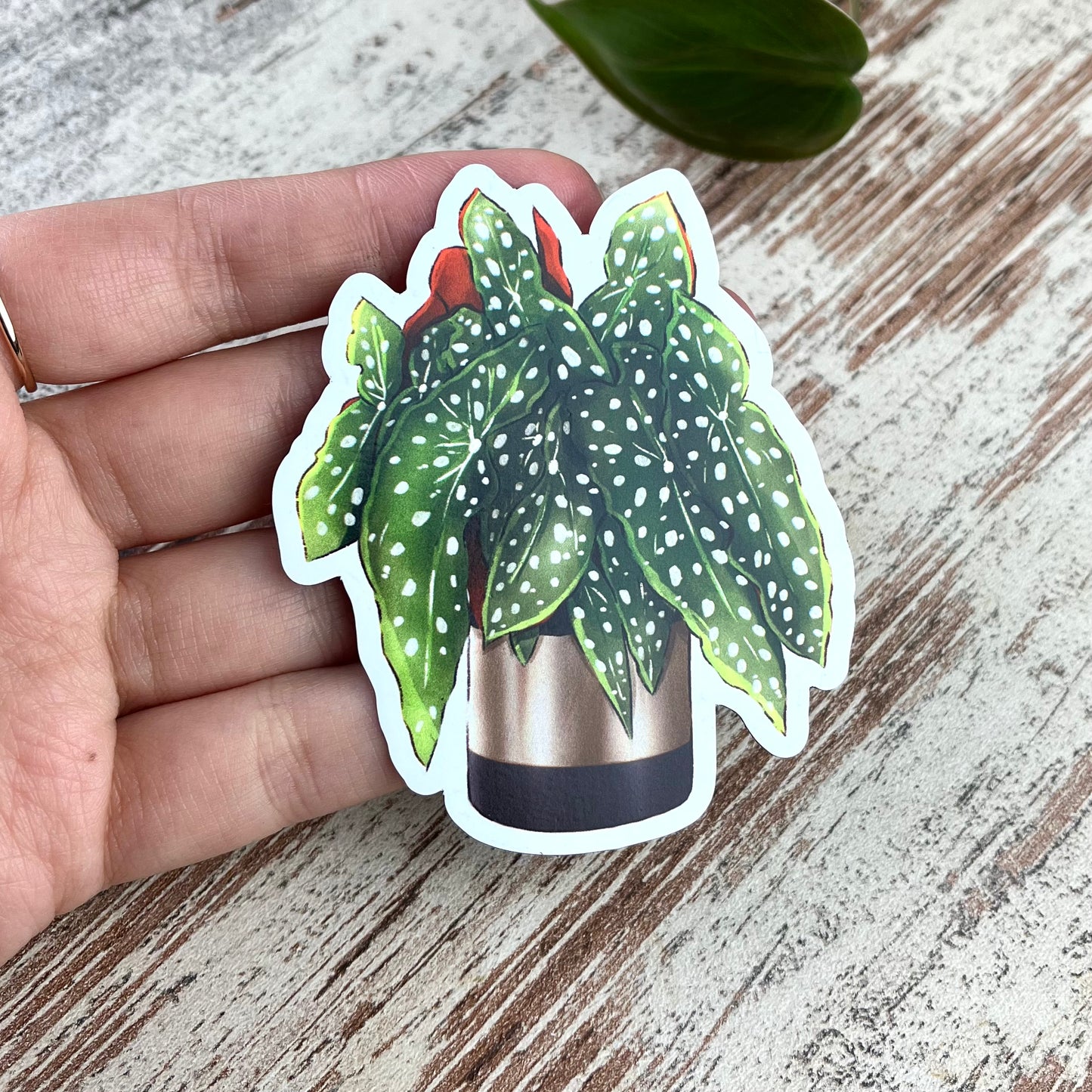 Magnet - Begonia Maculata im Topf - wearequiethumans