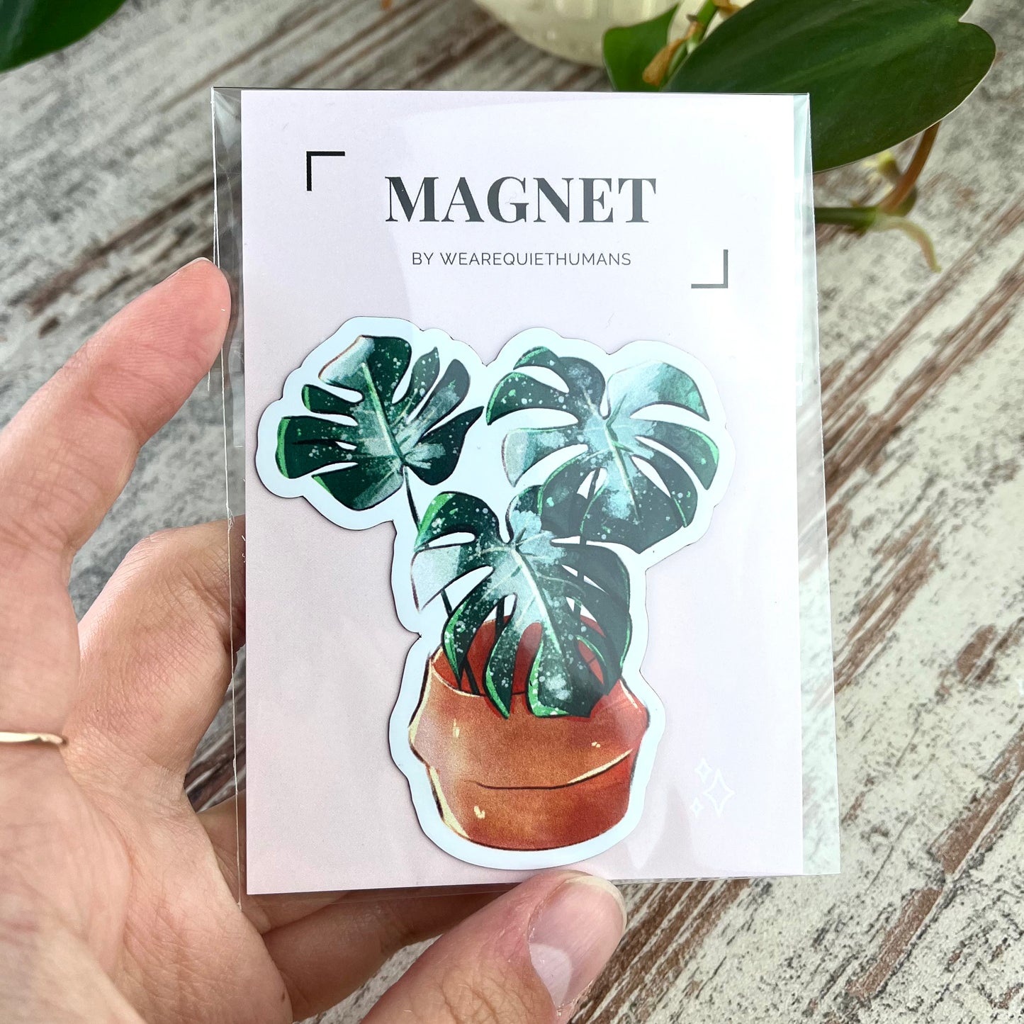 Magnet - Monstera Thai Constellation im Korb - wearequiethumans