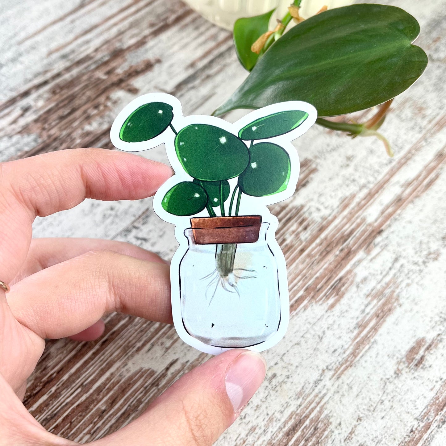 Magnet - Pilea Ableger im Glas - wearequiethumans