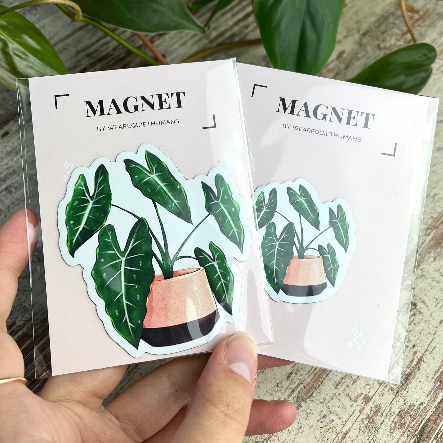 Magnet - Alocasia Frydek - wearequiethumans