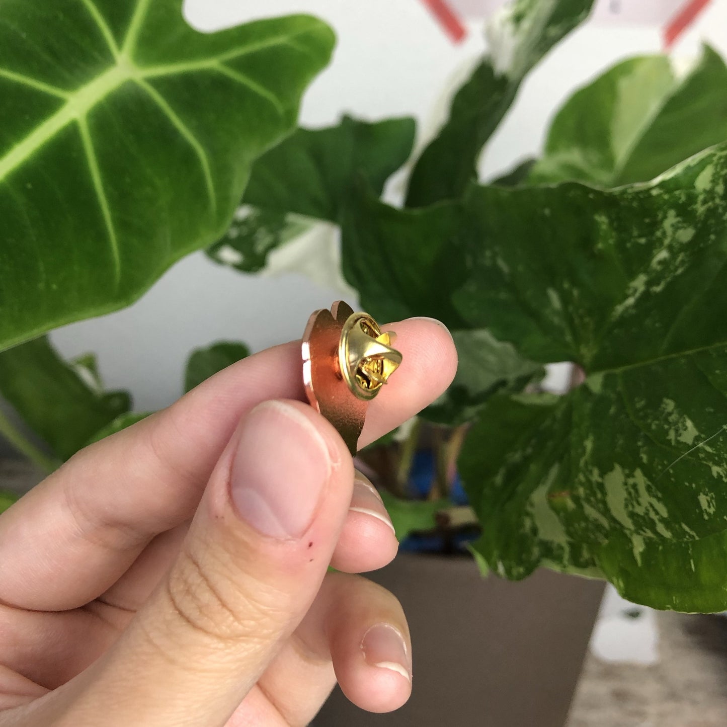 Pin - Monstera deliciosa - wearequiethumans